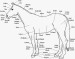 Popis těla koně