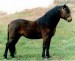 Dartmoorský pony